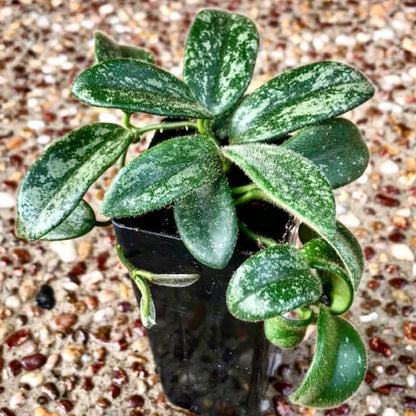Hoya thomsonii (white) IML 1177 H260