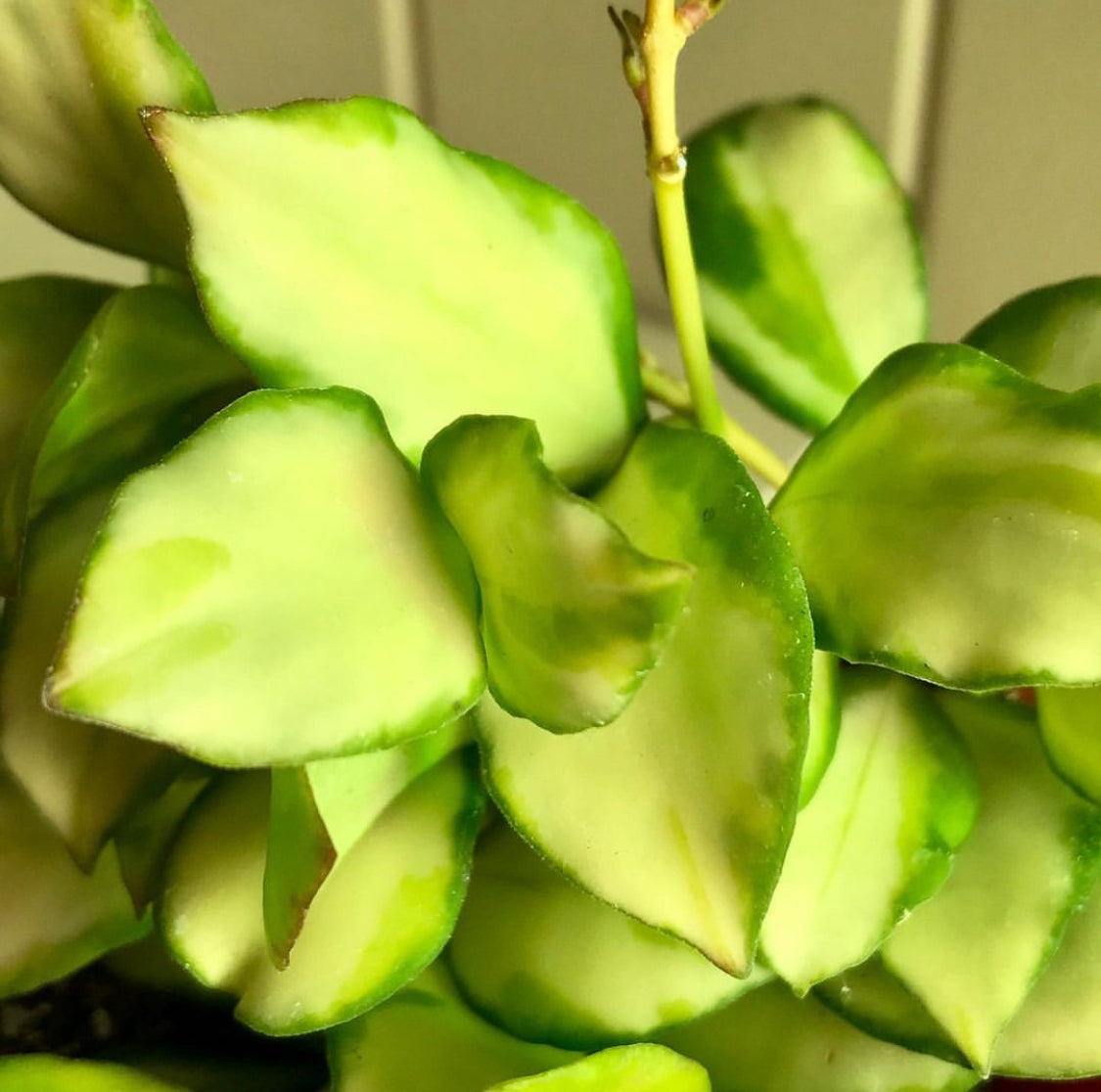 Hoya heuschkeliana variegata H21
