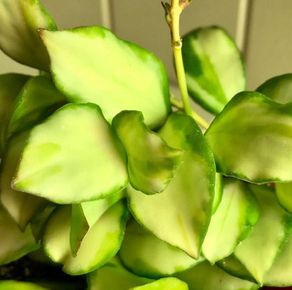 Hoya heuschkeliana variegata H21