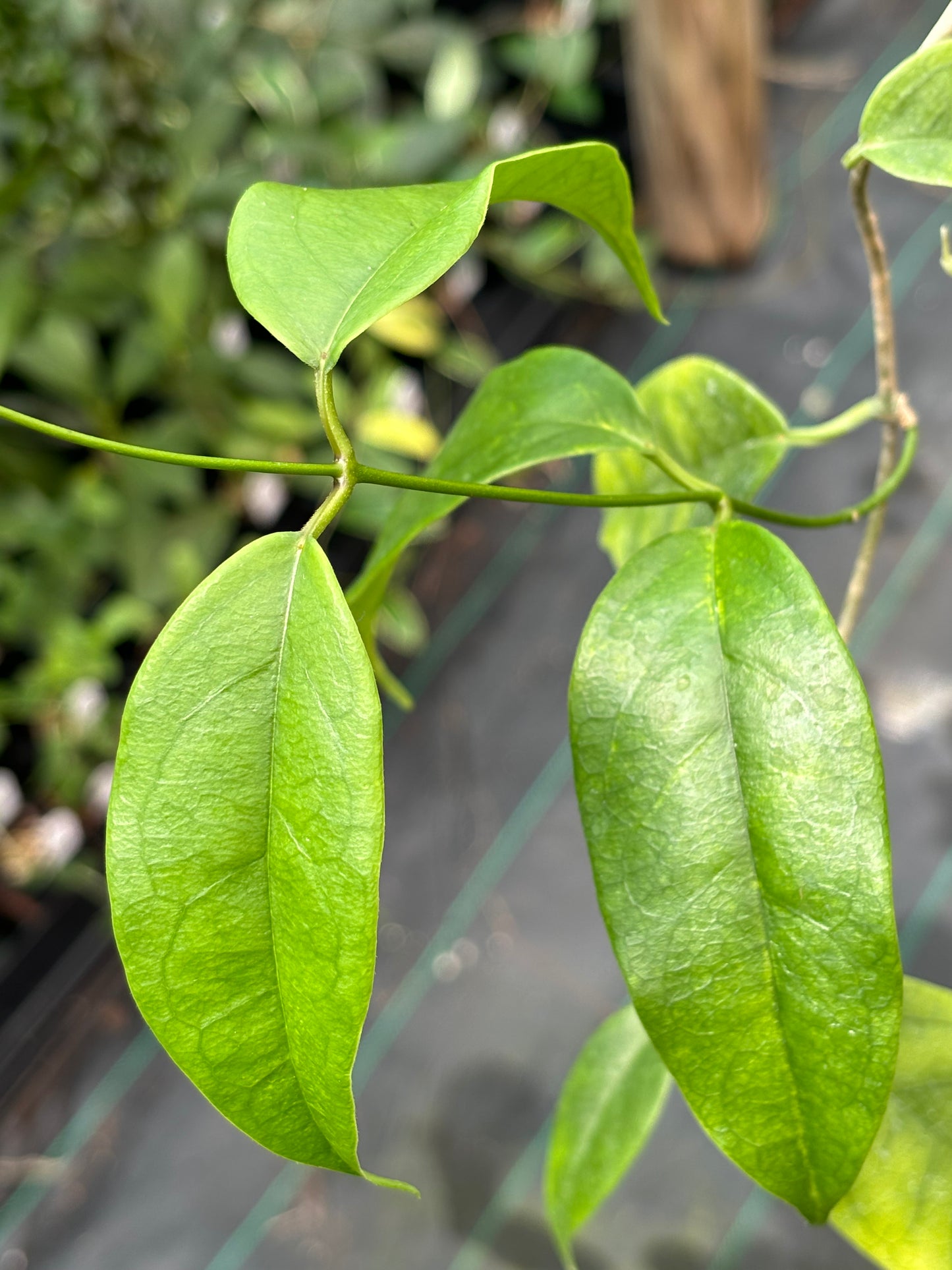 Hoya buotii IML 1862 H160