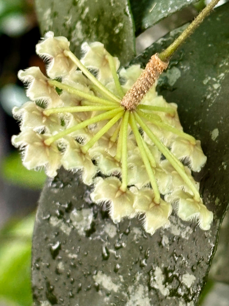 Hoya phuwaensis H317