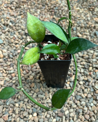 Hoya aff. lacunosa 'giant' IML 1813 H62
