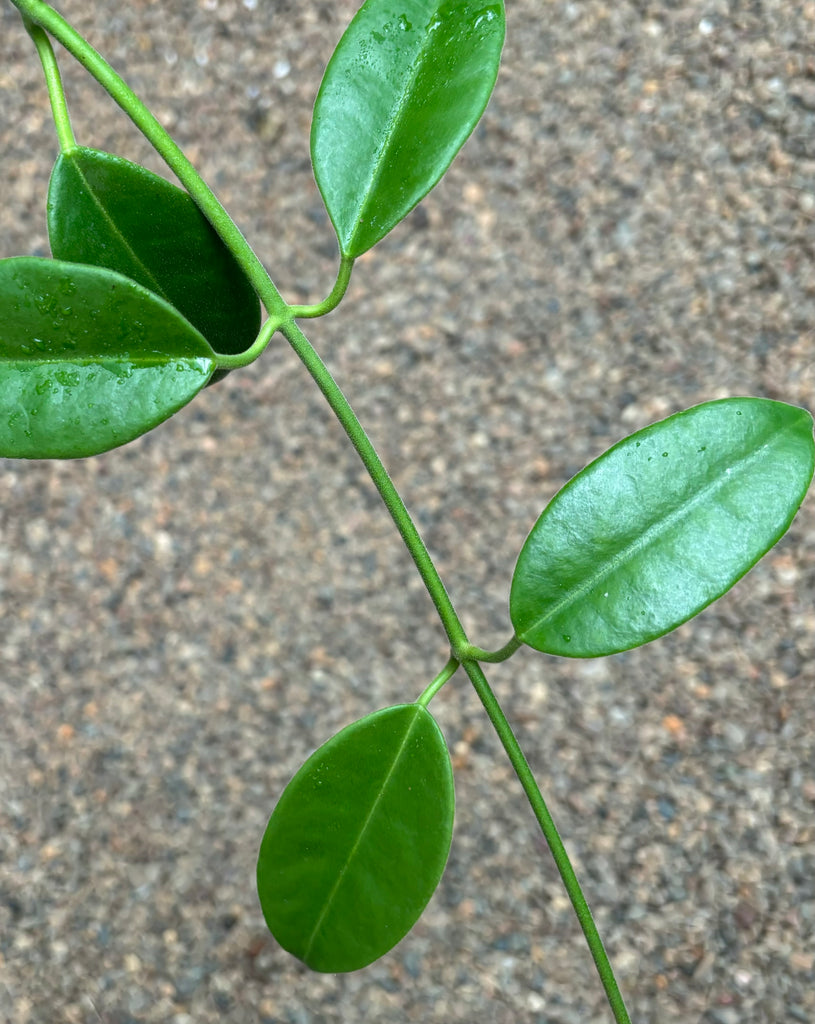 Hoya sussuela H17