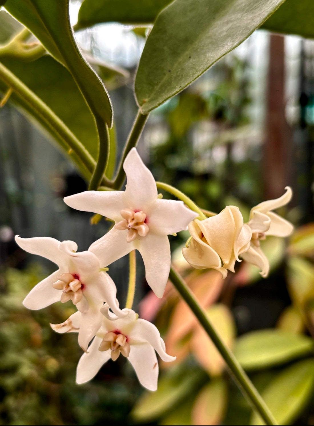 Hoya albiflora H177