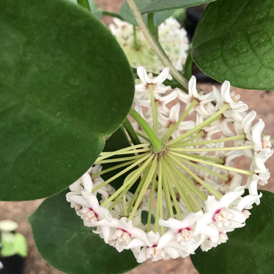 Hoya australis ssp. australis Silver Valley H211