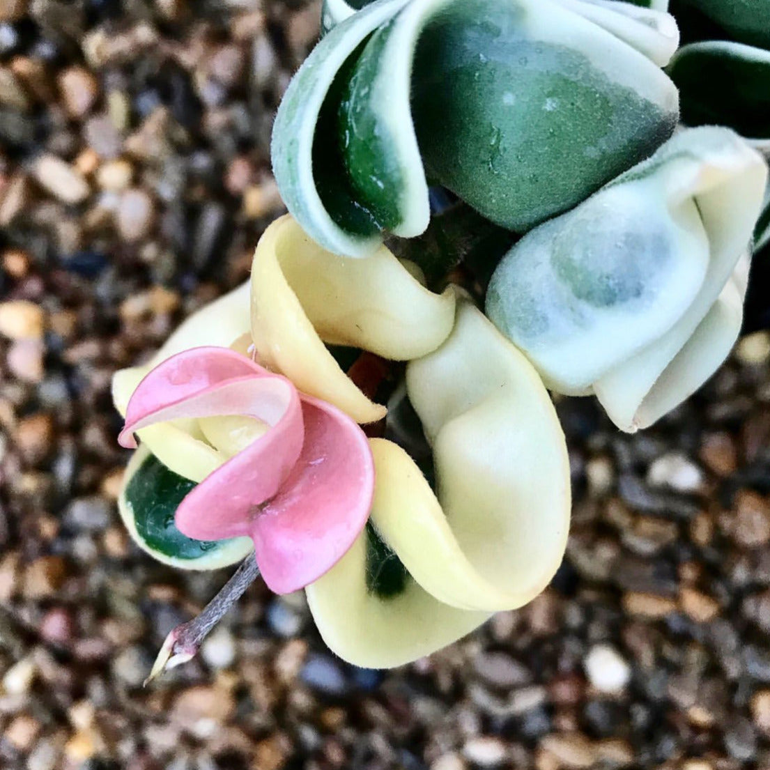 Hoya compacta Indian Rope - outside variegate H43
