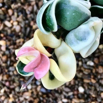 Hoya compacta Indian Rope - outside variegate H43