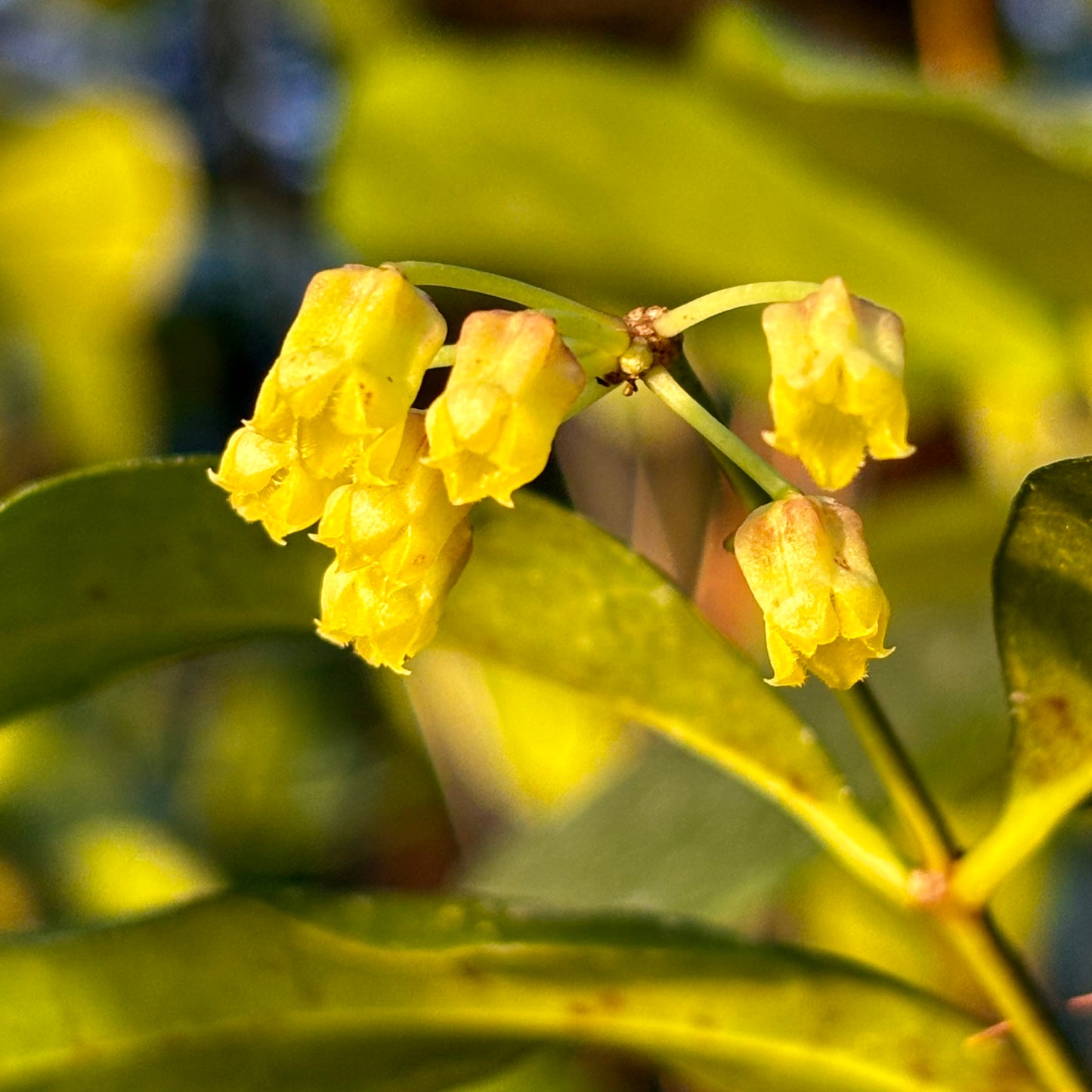 Hoya amicabilis H447