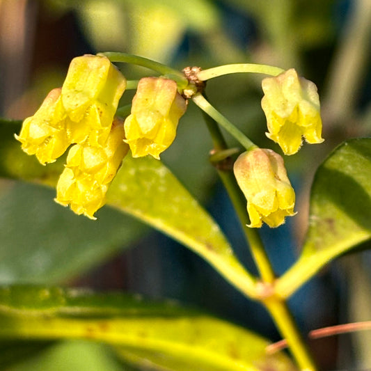 Hoya amicabilis H447