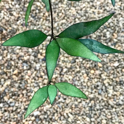 Hoya parviflora H181