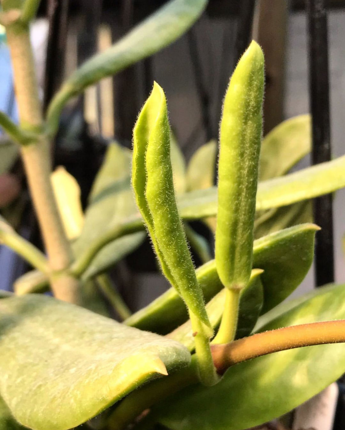 Hoya australis ssp. rupicola IML 1754 H198
