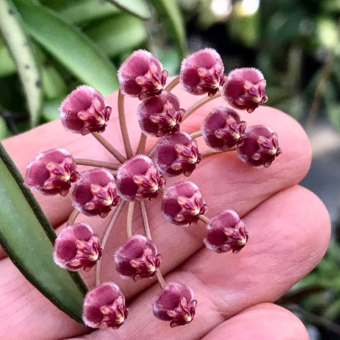 Hoya kentiana H10