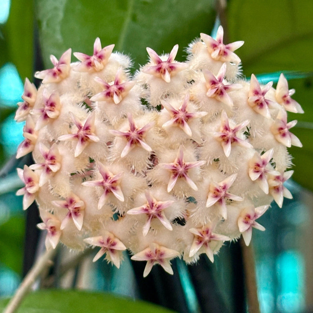 Hoya erythrostemma 'white' IML 1428 H230