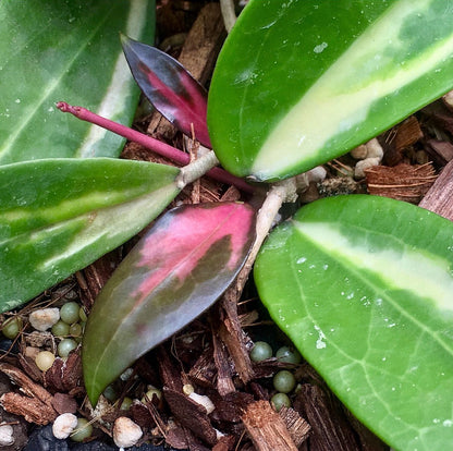 Hoya verticillata variegata IML 1578 H92