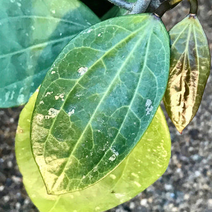 Hoya citrina Malaysia IML 0734 H270