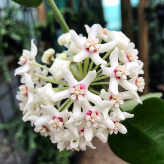 Hoya australis ssp. tenuipes H6