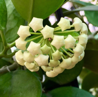 Hoya australis ssp. australis - round leaf H45