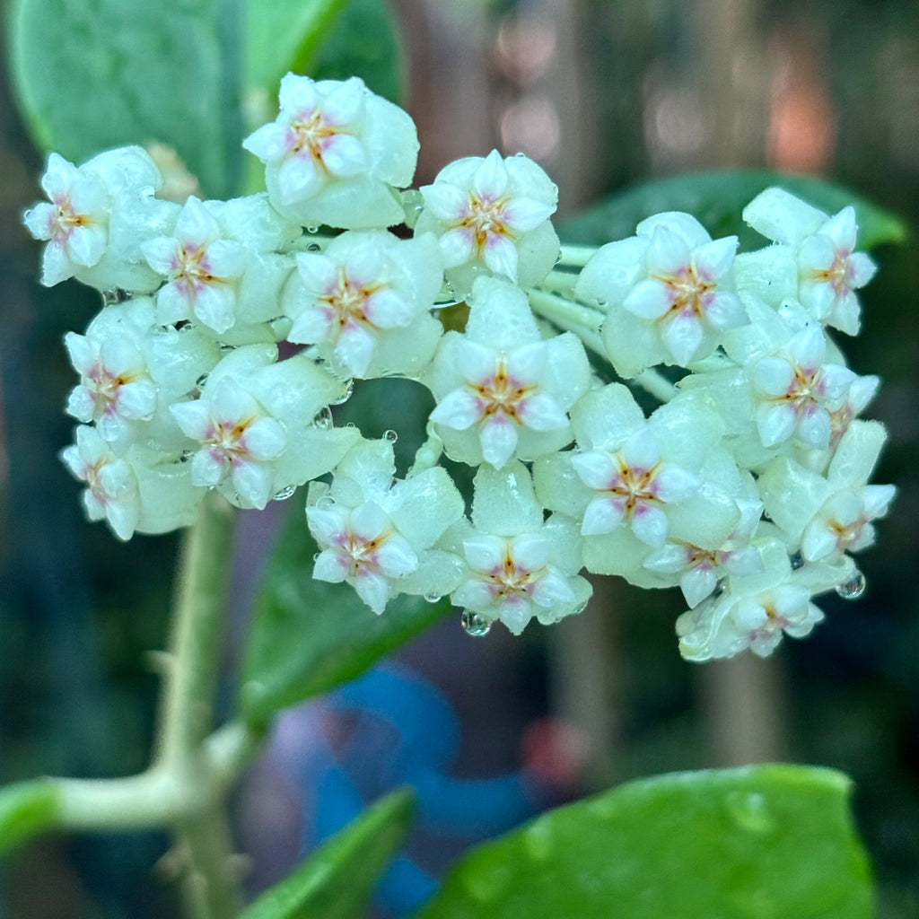 Hoya 'Christine' H180