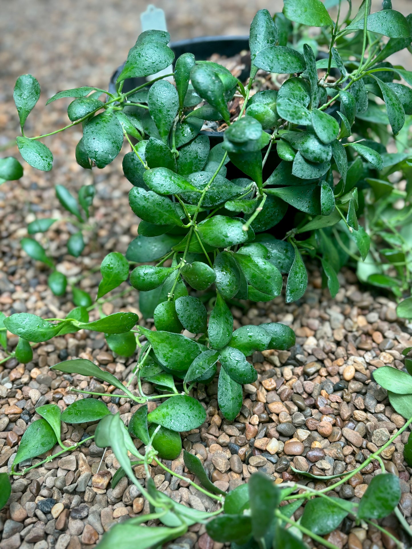 Hoya panchoi IML 0228 H69