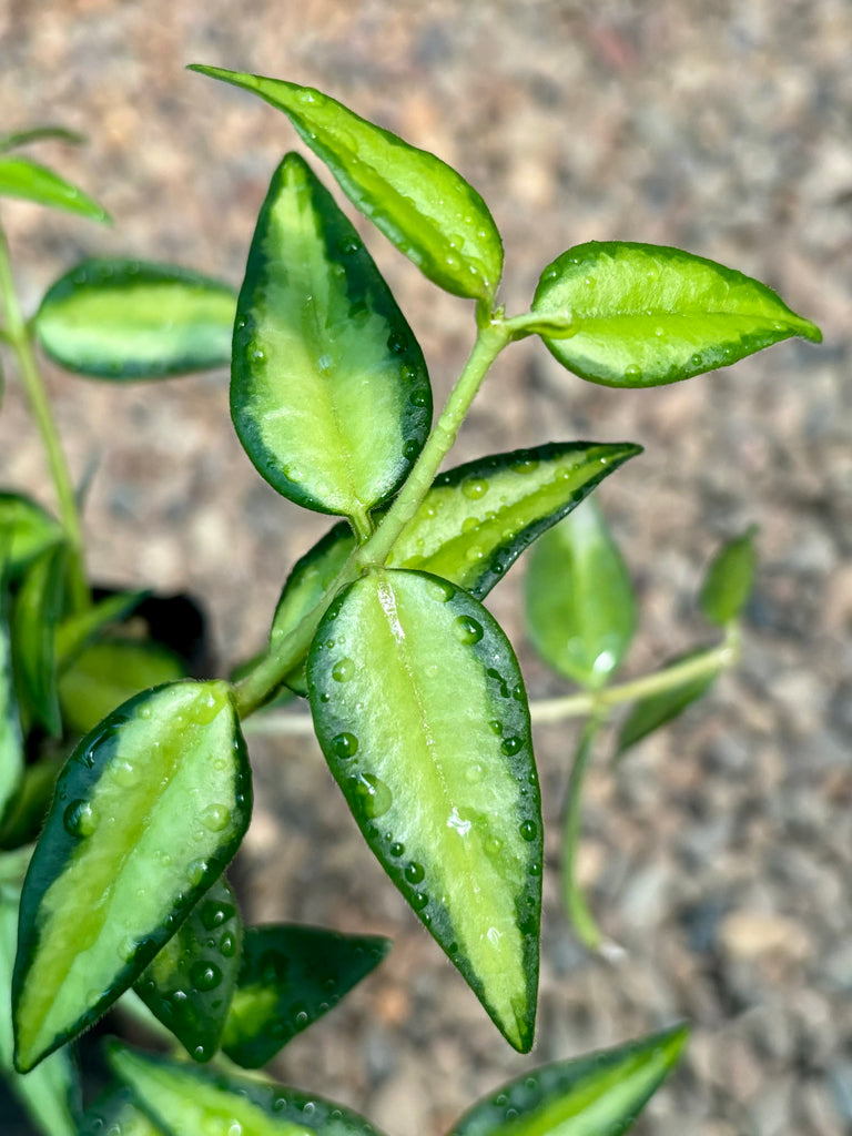 Hoya bella (variegata) H397