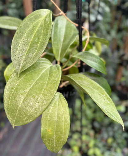 Hoya merrillii Philippines IML 0850 H129