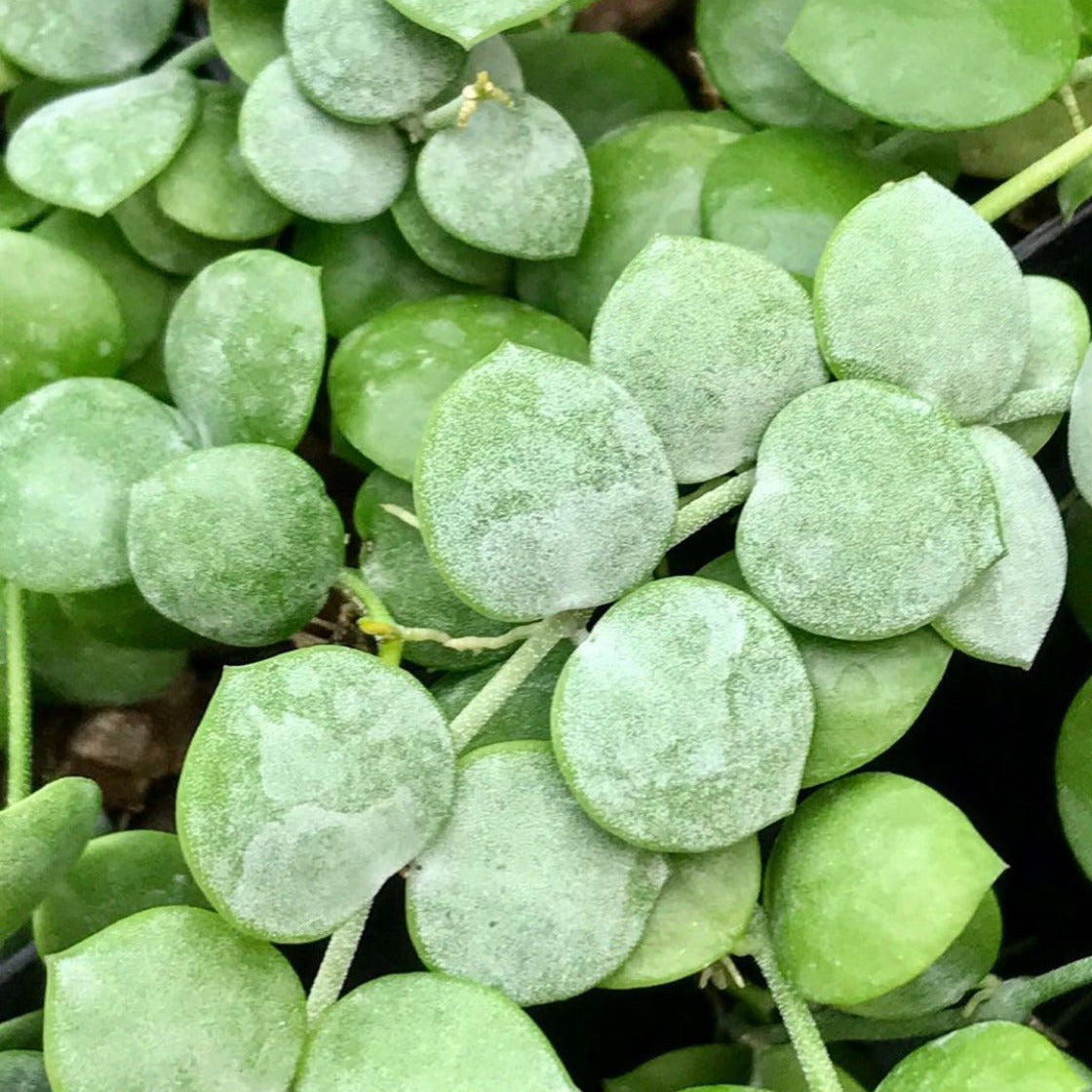 Dischidia nummularia - thin leaf D19