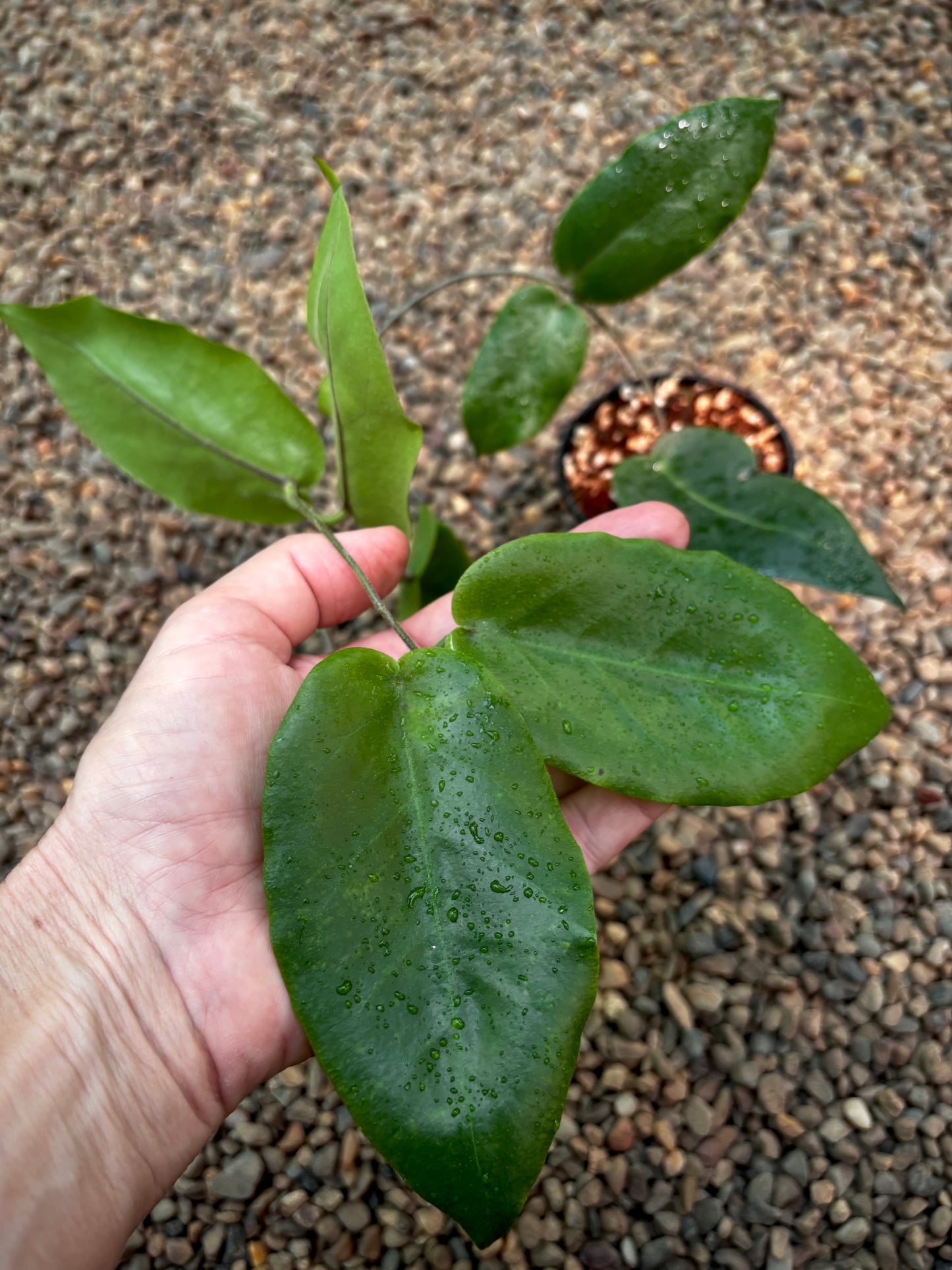 Hoya inflata H442
