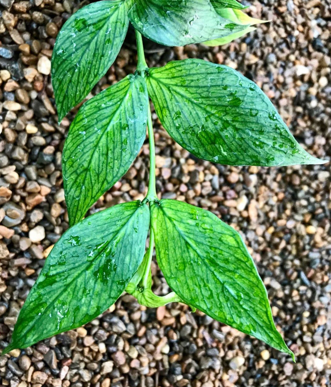 Hoya polyneura H38