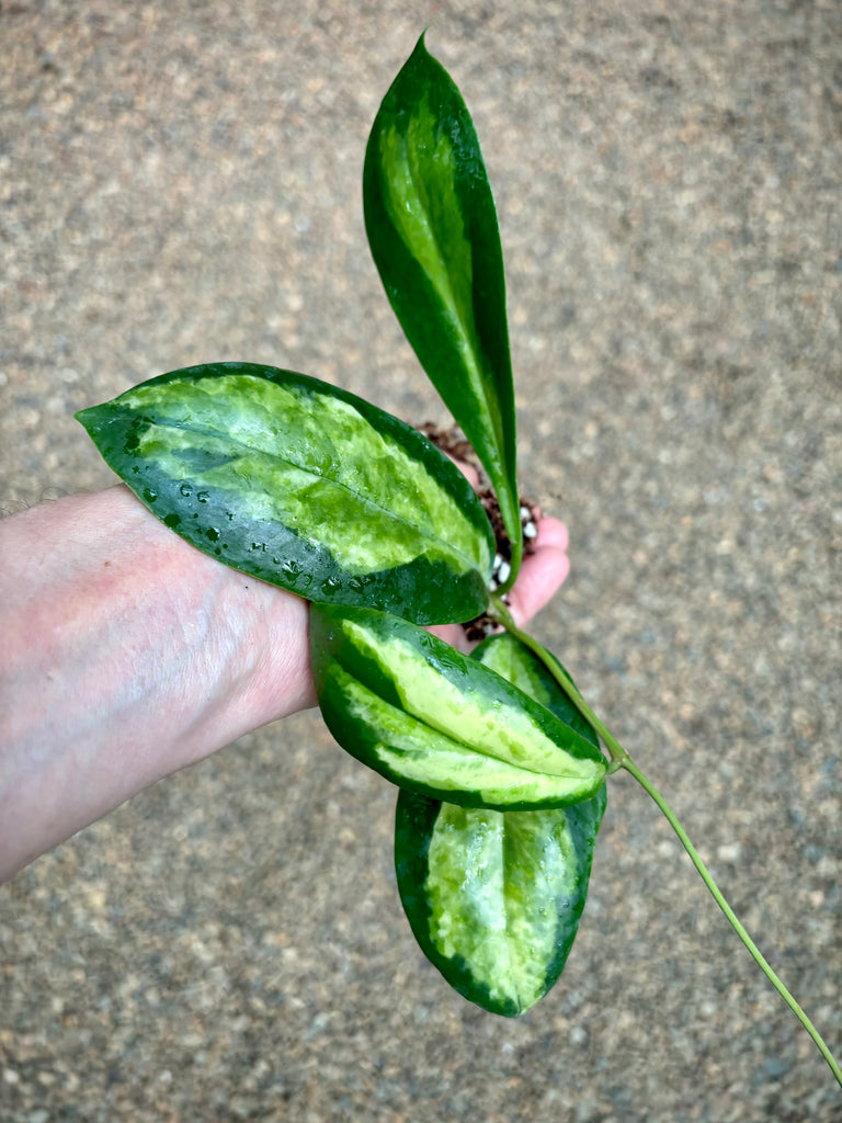 Hoya incrassata 'Moonshadow' H371