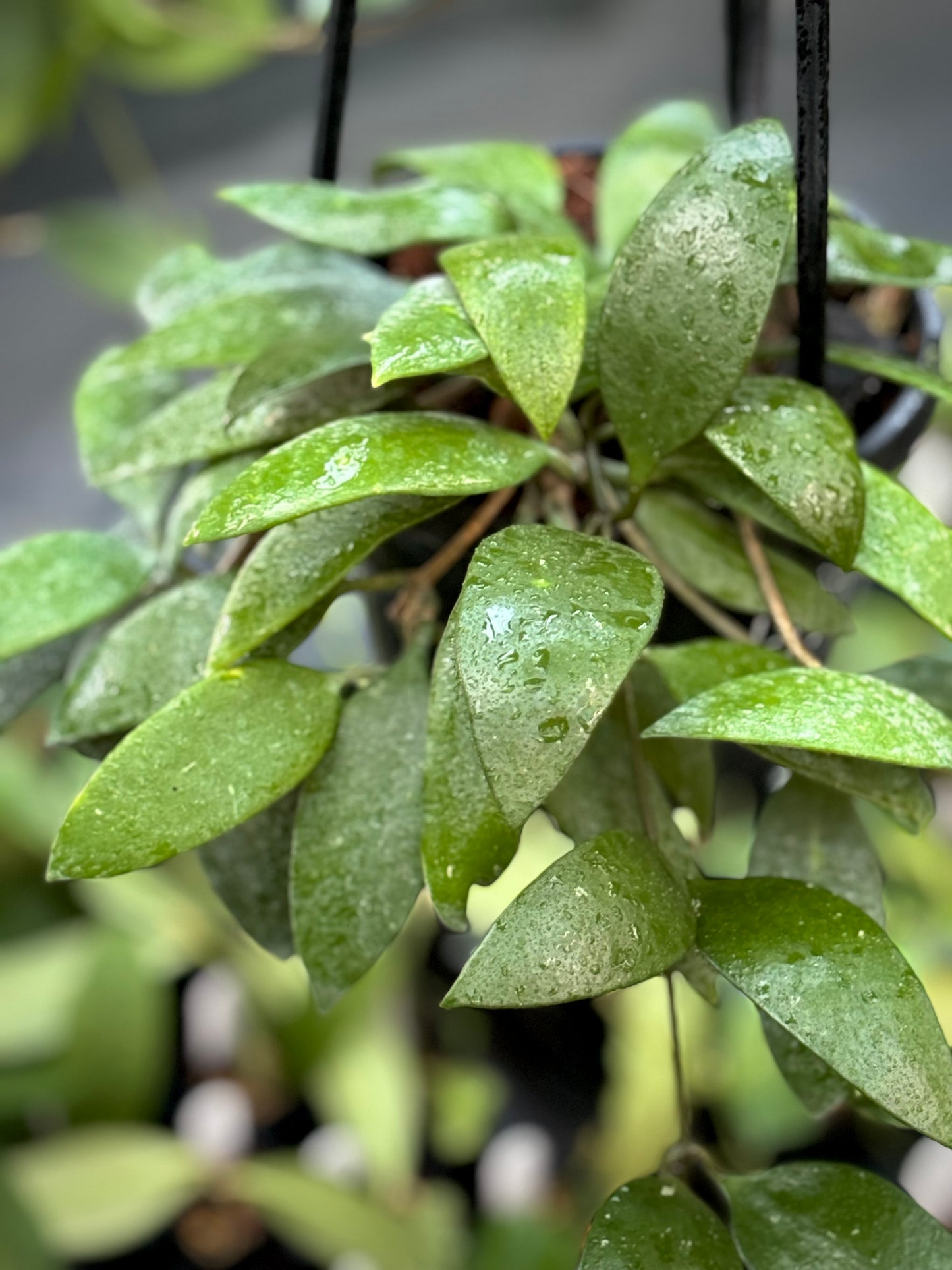 Hoya plicata H206