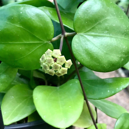 Hoya neocaledonica IML 1647 H166
