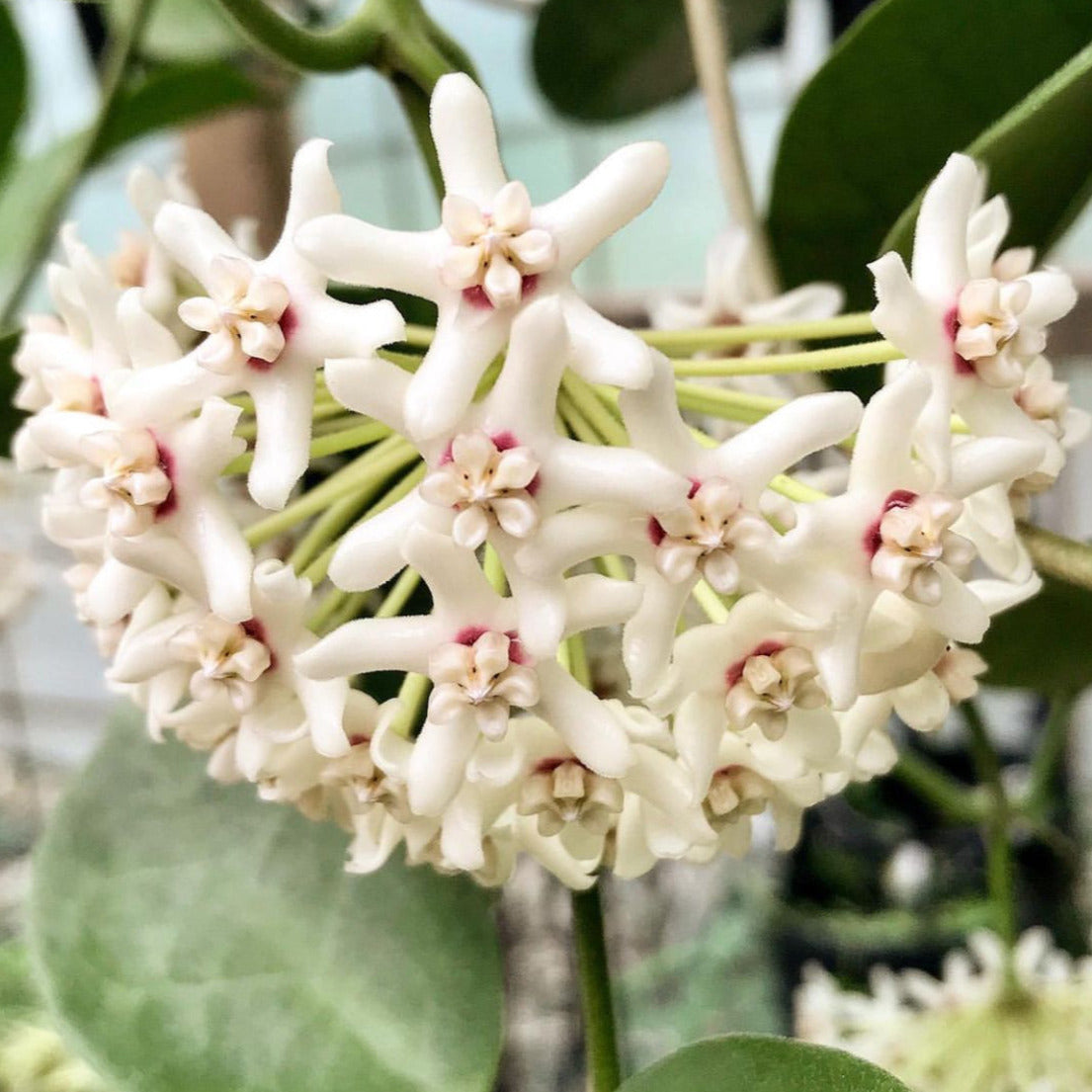 Hoya australis ssp. melanesica IML 0144 H274