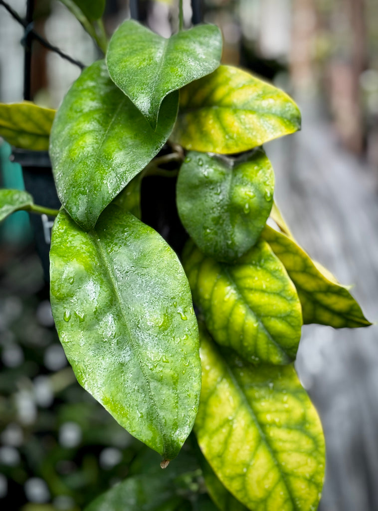 Hoya magnifica IML 0152 H108