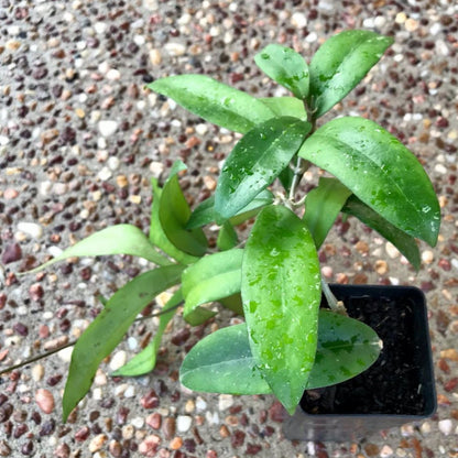 Hoya sp. IPPS8898  IML 1391 H119