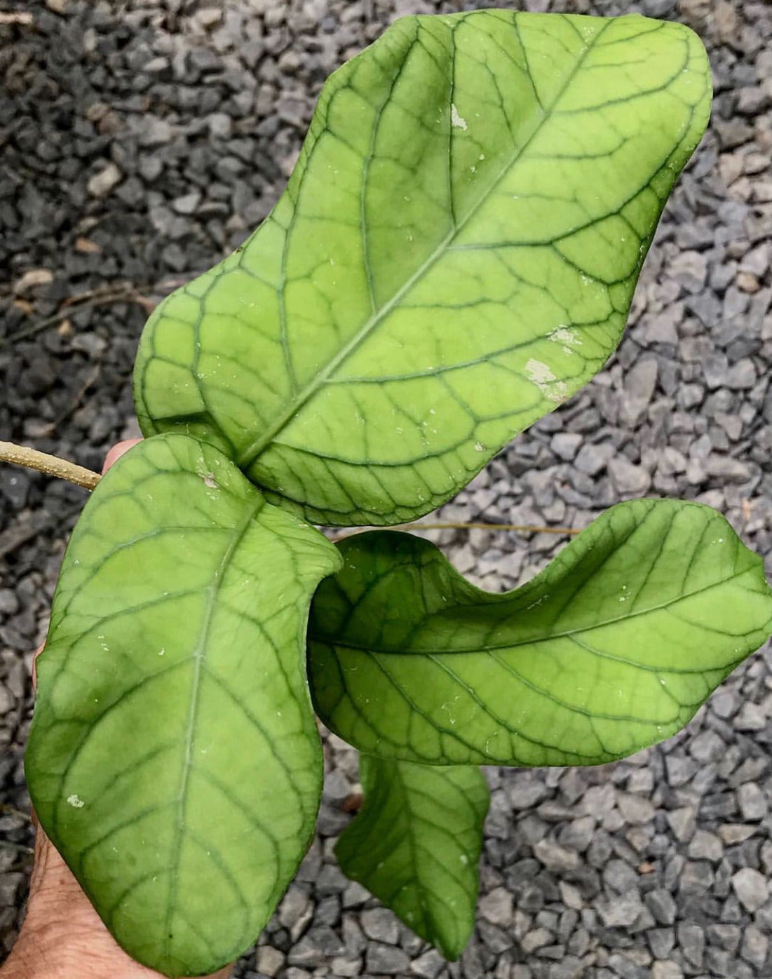 Hoya meredithii H174