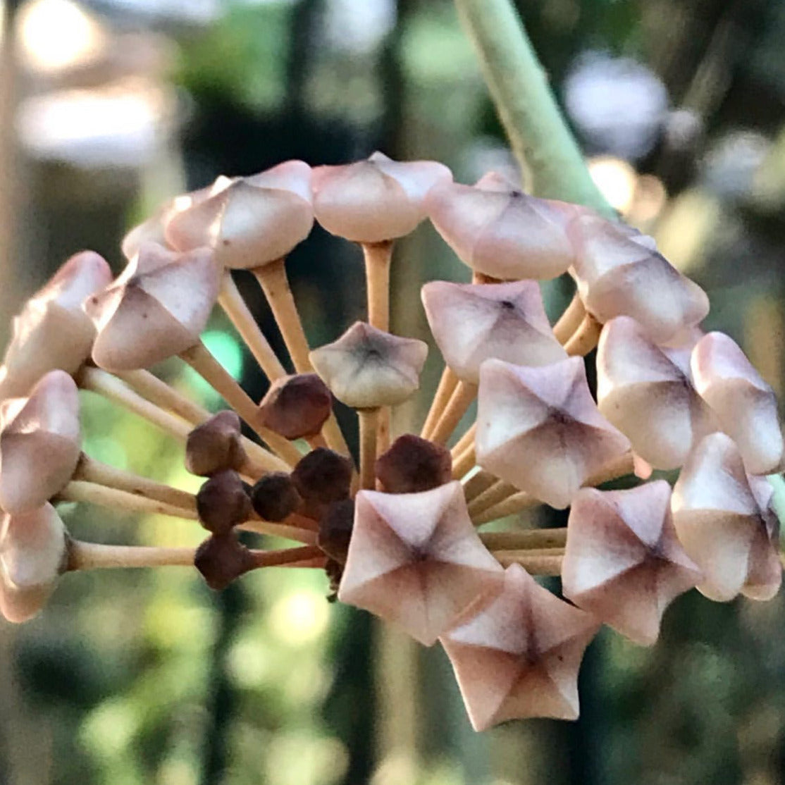 Hoya verticillata pink H188