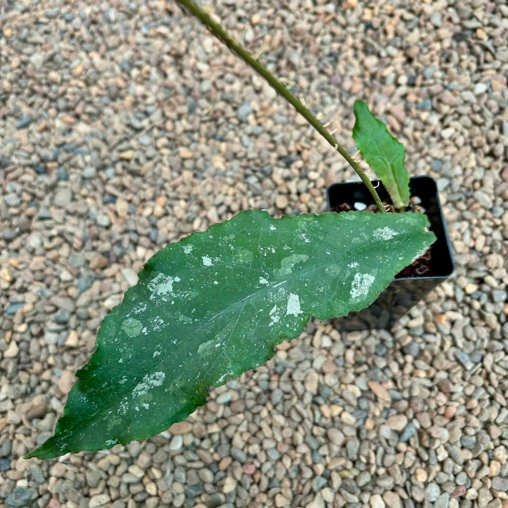 Hoya undulata H393