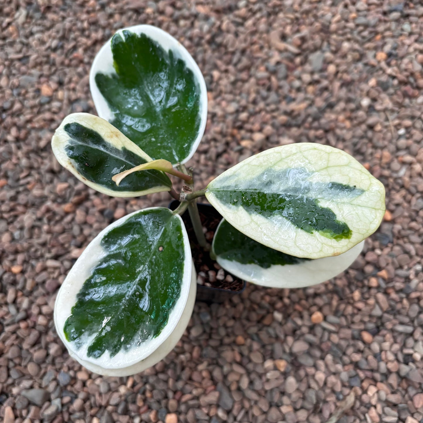 Hoya obovata (albomarginata) H456