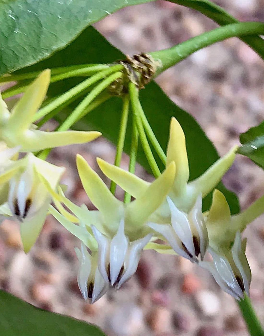 Hoya multiflora 'Shooting Star' IML 0182 H111