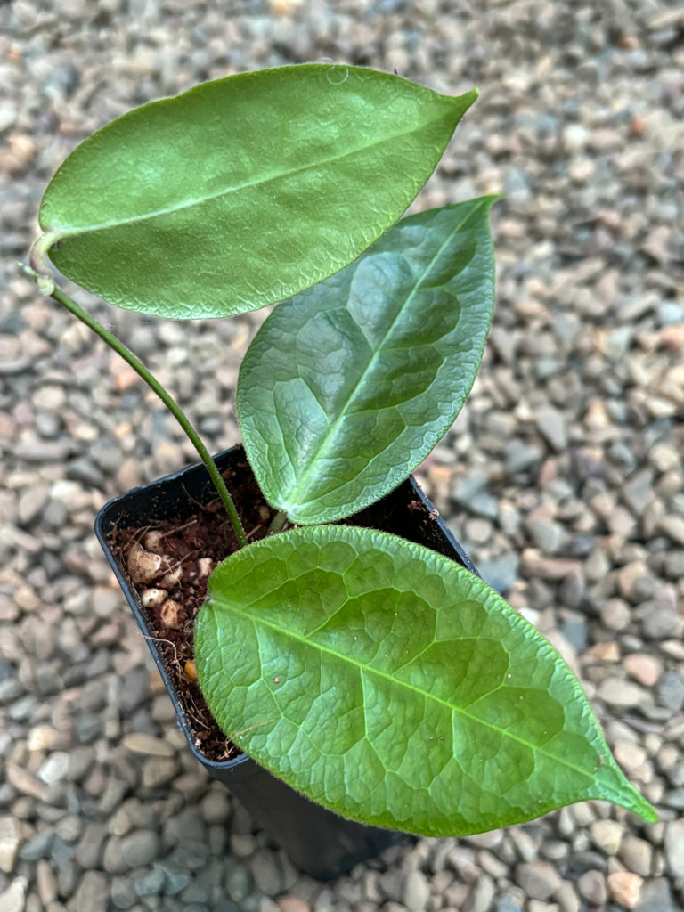 Hoya piestolepis H455