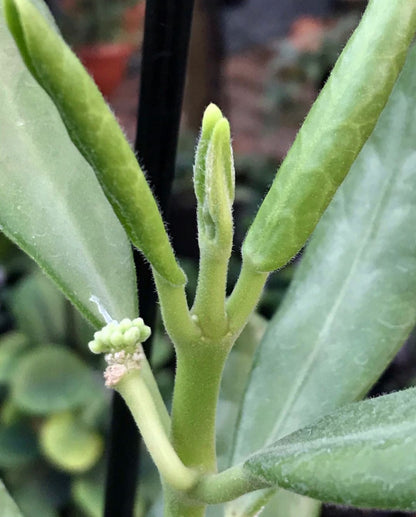 Hoya australis ssp. rupicola IML 1754 H198