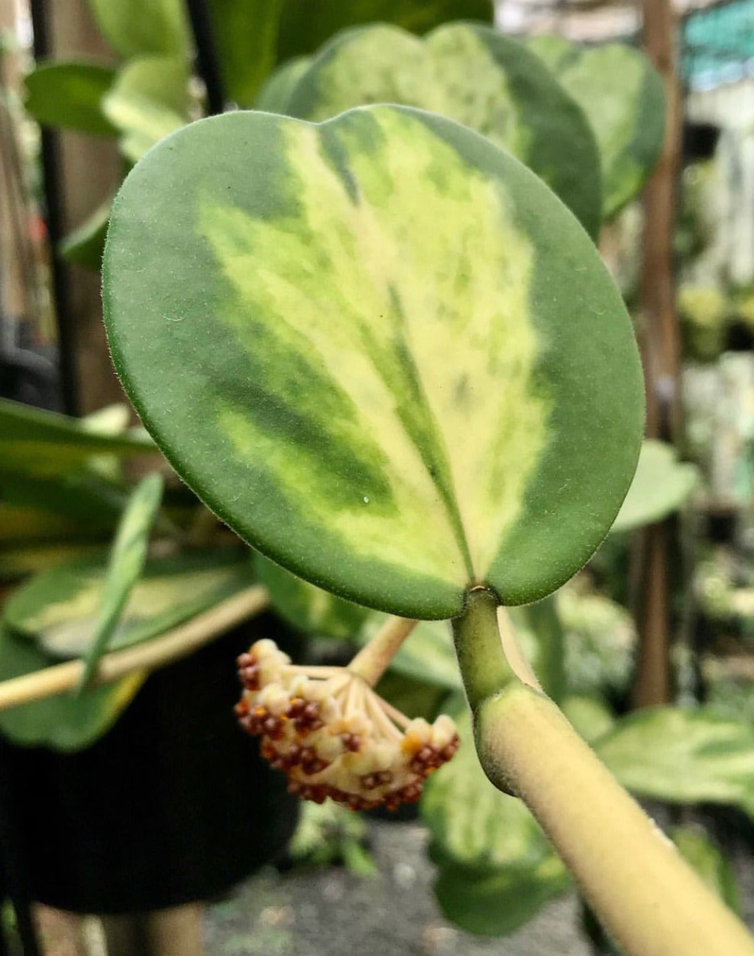 Hoya kerrii variegata 'Speckles' IML 1809 H155