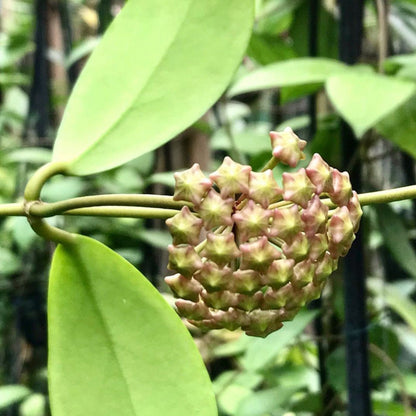 Hoya mindorensis ssp. Superba  IML 0768 H169