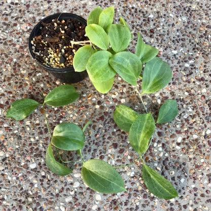 Hoya fischeriana IML 1289 H233