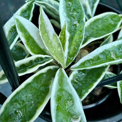 Hoya carnosa 'Suzie Q' H287
