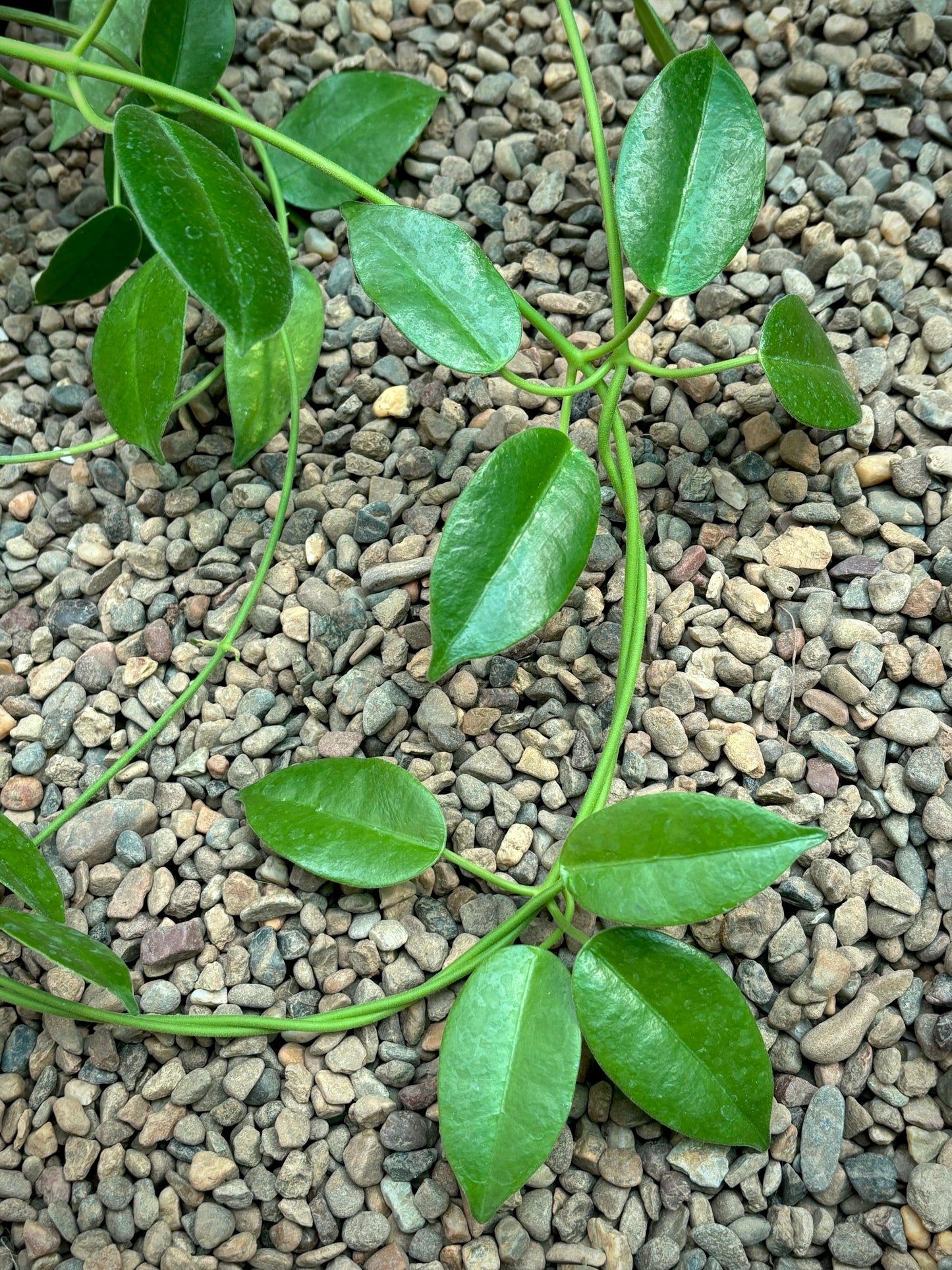 Hoya coronaria 'Gold Sidea' H37