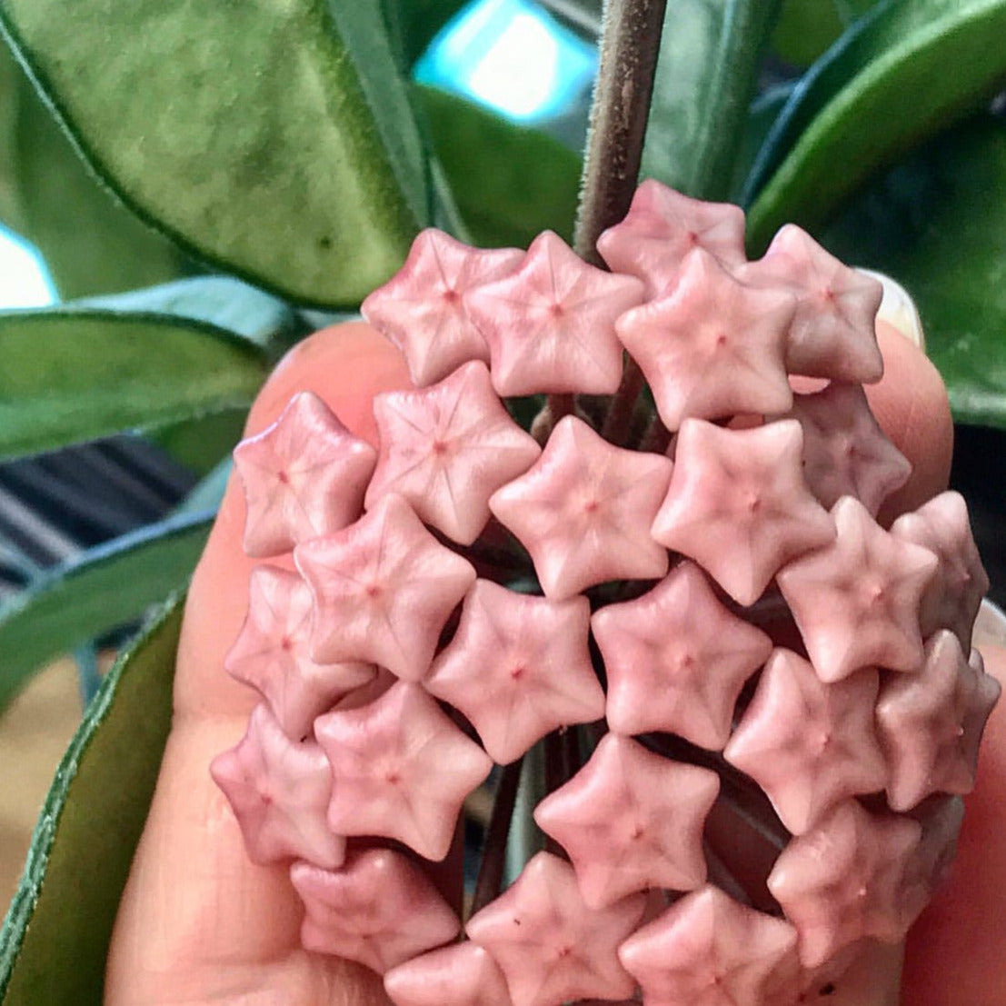 Hoya 'Rubra' IML 0169 H128