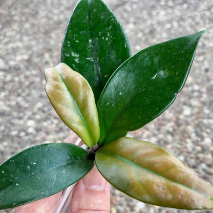 Hoya crassifolia China IML 0142 H228
