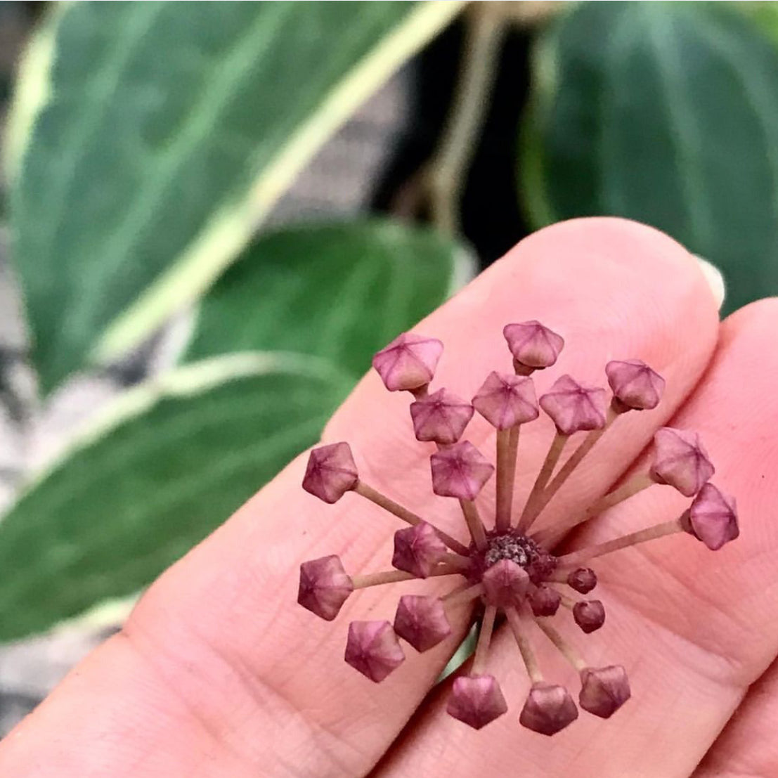 Hoya latifolia albomarginata IML 1622 H157