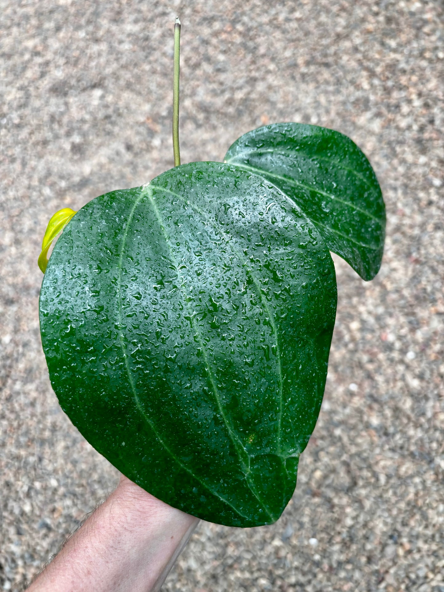 Hoya latifolia IML 1590 H116